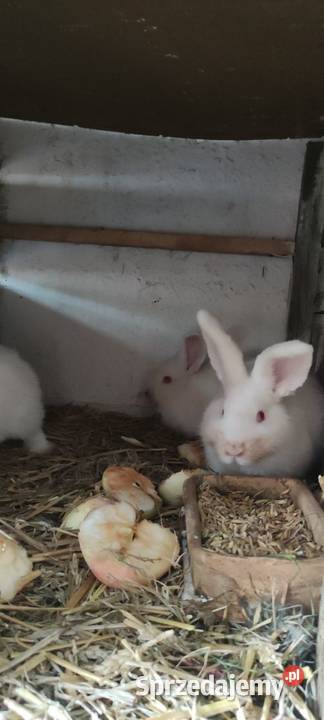 Sprzedam króliczki Girgajny