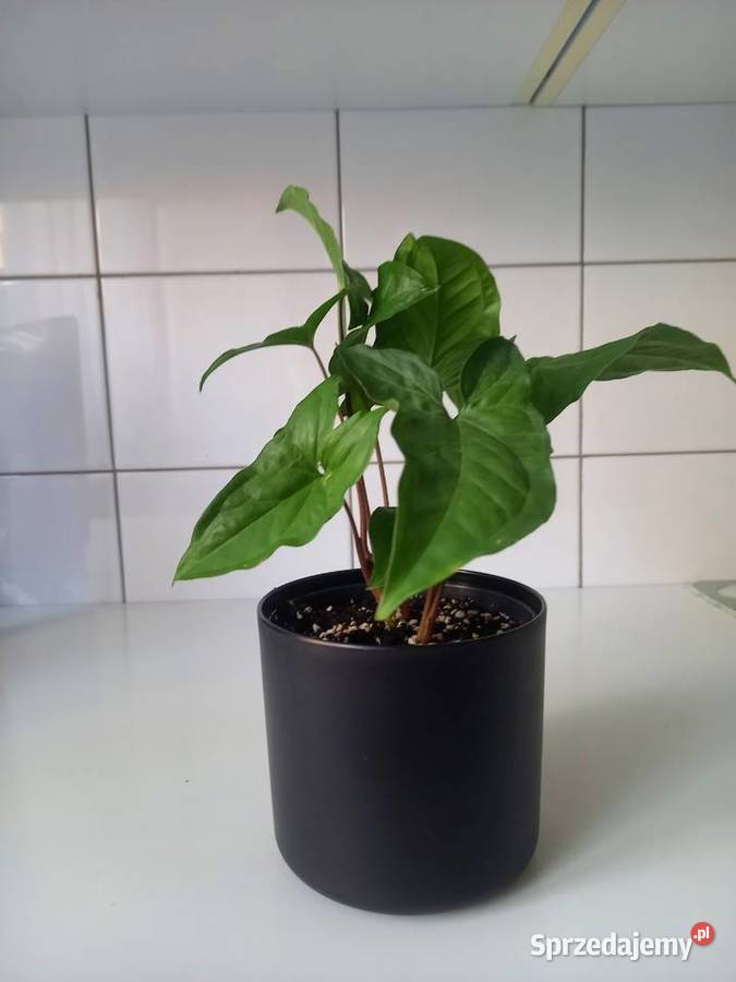 Syngonium podophyllum zroślicha Częstochowa