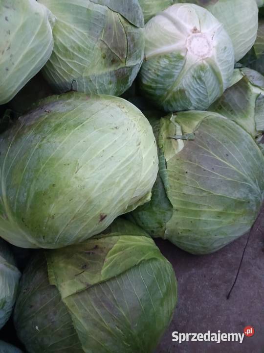Sprzedam kapustę białą Wiślica