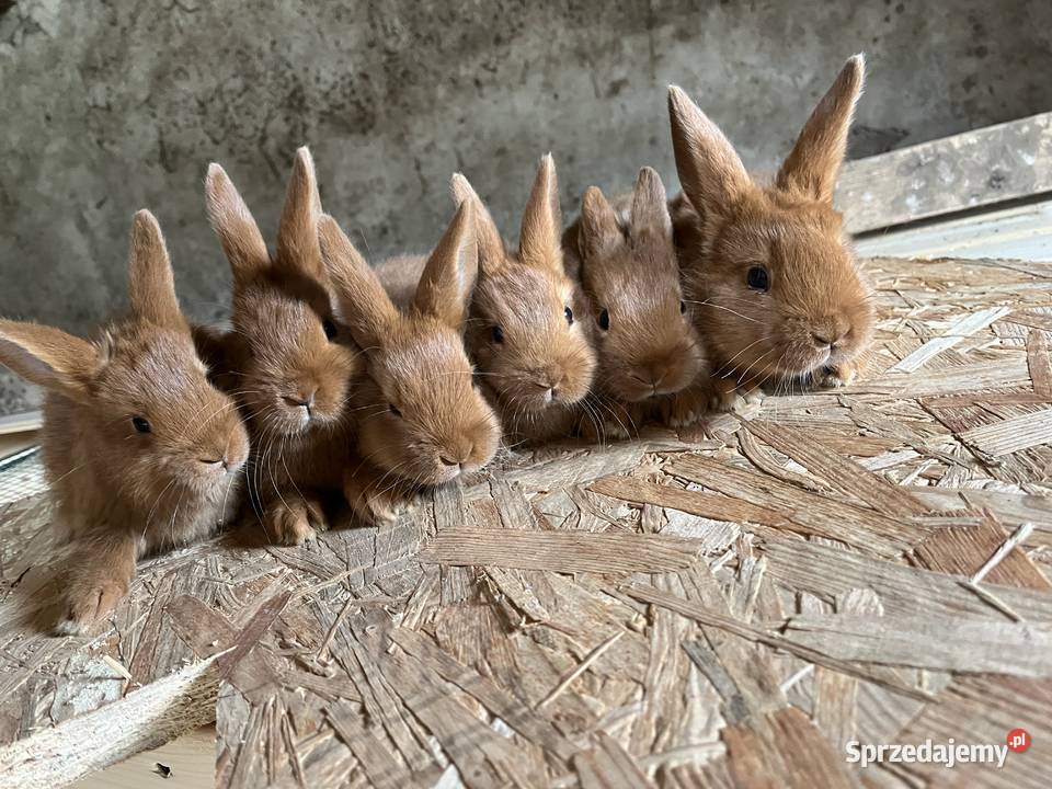 Nowozelandzki Czerwony warmińsko-mazurskie Lubawa sprzedam