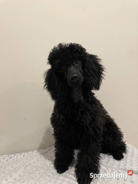 Pudel miniaturowy piesek Pozostałe Ostrożnica sprzedam