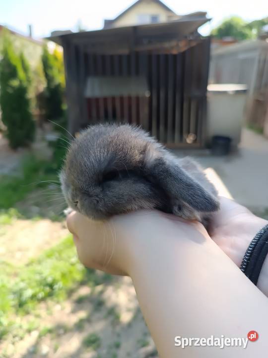 Króliczki Mini Lopki Jaśliska