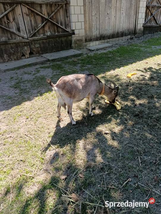 Kozy Miniaturki Samiec i Samica sprzedam