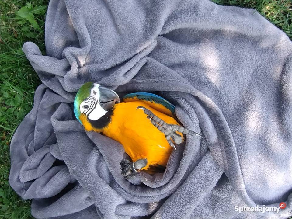 Sprzedam Are Araune Kielcza sprzedam