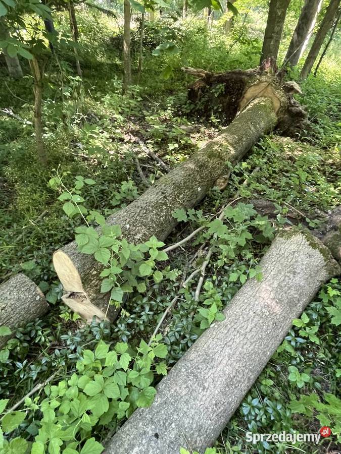 Drewno jesionowe około 15m3 mazowieckie Łosice