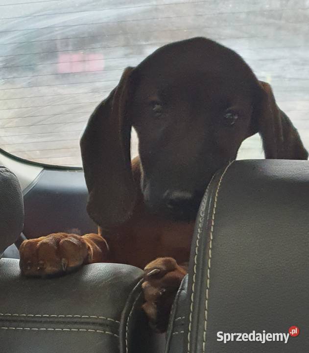 Posokowiec bawarski pomorskie Klonowo Dolne