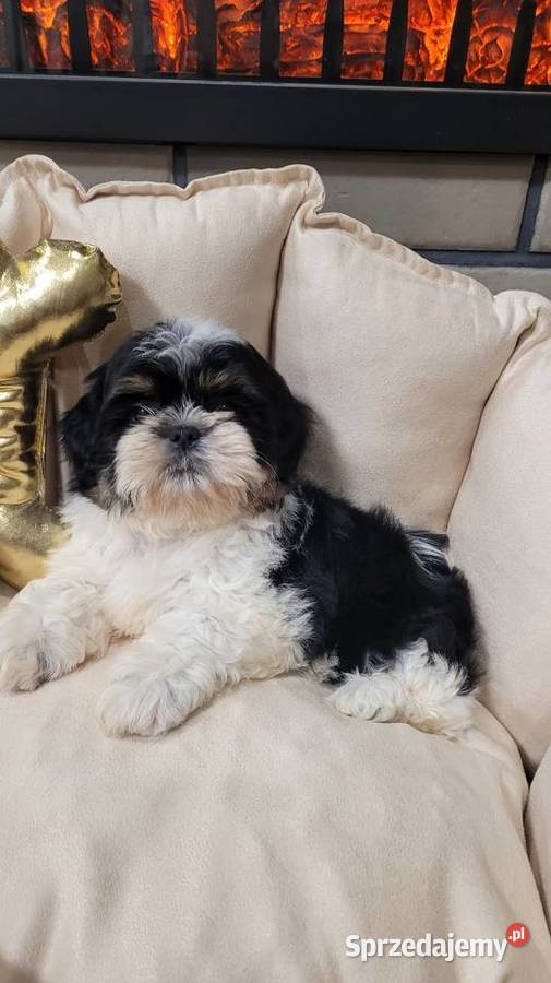 Śliczna suczka shih tzu z wyprawką Kraków