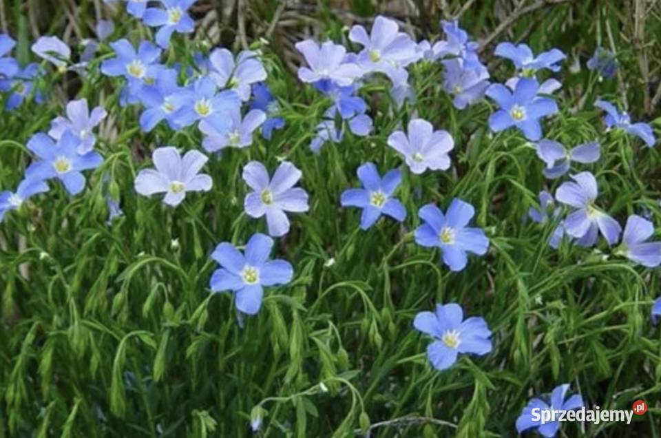 Włókno Lniane Duża Ilość Zamość