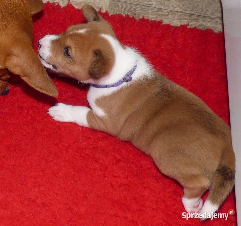 Basenji szczenię KUUME Z GREMLINKOWA Pabianice