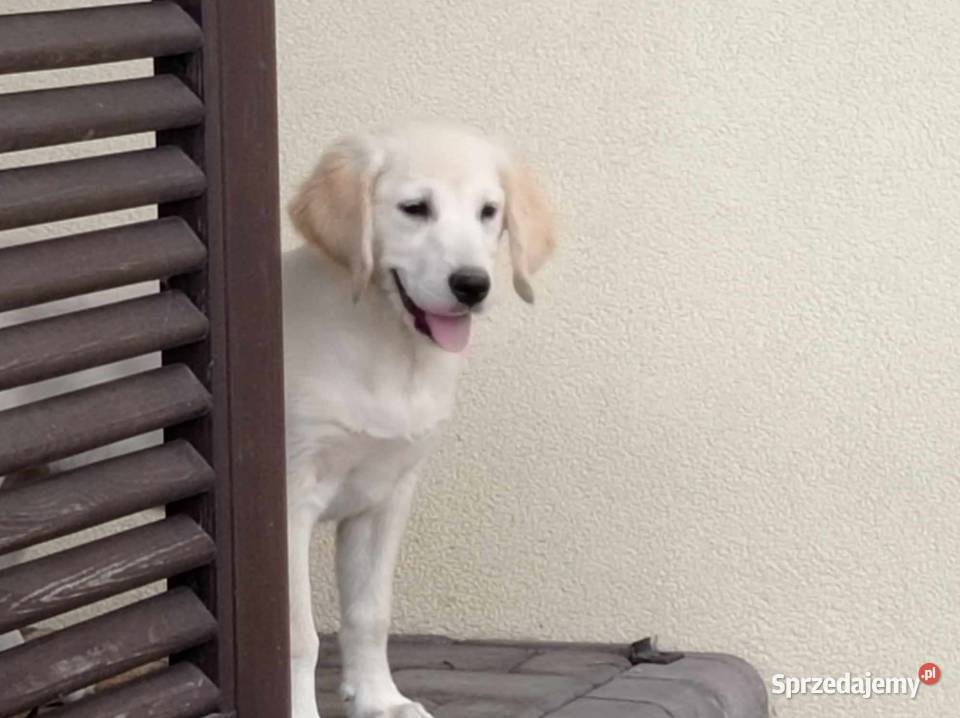 Szczenięta Golden Retriever Rososzyca