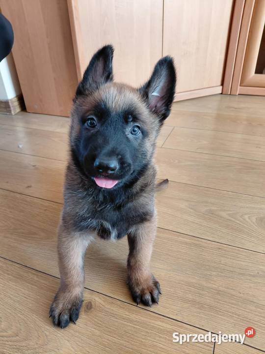 Owczarek belgijski malinois świętokrzyskie Jędrzejów