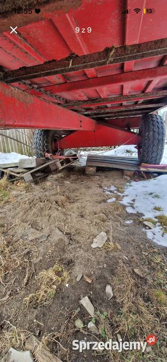 Rozrzutnik vogel and noot małopolskie Konina