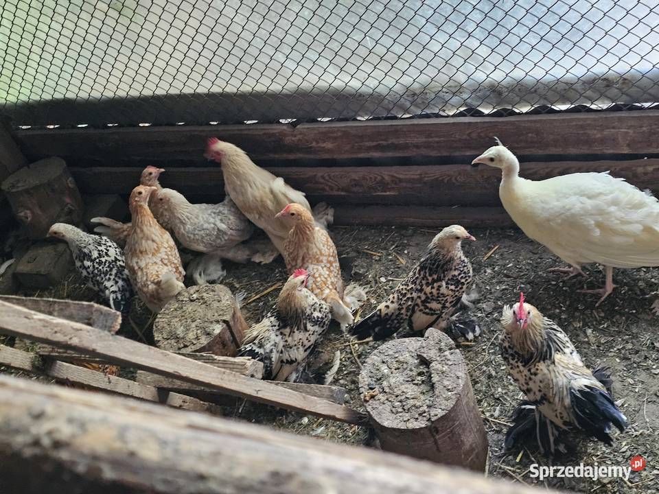 Kochiny czarne karzełki łapciate różne kolory Zwierzęta podkarpackie Rzeszów