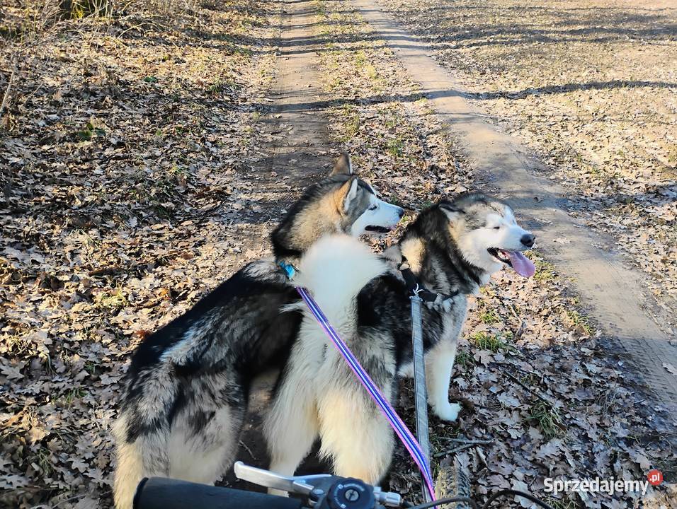Alaskan Malamute suczka Lublin sprzedam
