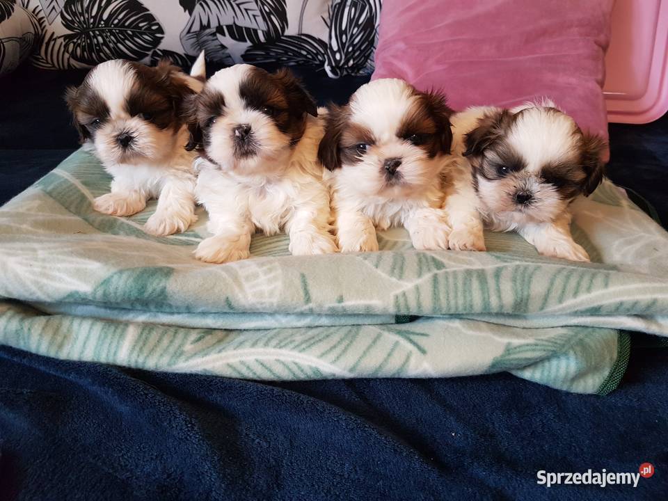 Shih tzu 3 suczki 1 pies Busko-Zdrój