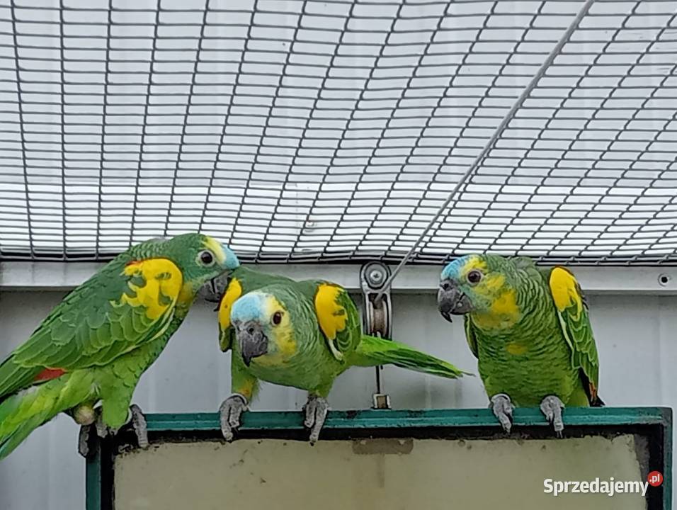 Amazonki niebieskoczelne xanthopteryx Dobczyce