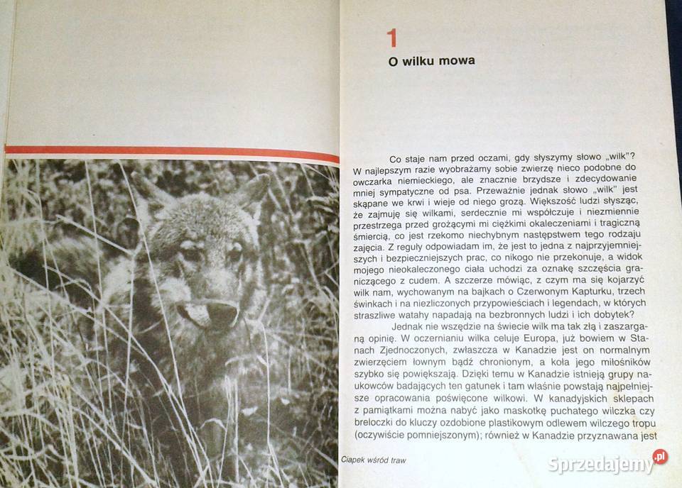 Pies czy wilk Krystyna Chwedeńczuk Pozostałe Chełm sprzedam