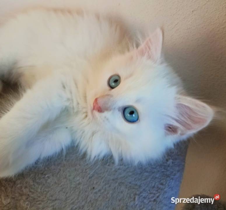 Śliczny Kocur Syberyjski Umi z Rodowodem PZFWCF mazowieckie Sochaczew sprzedam