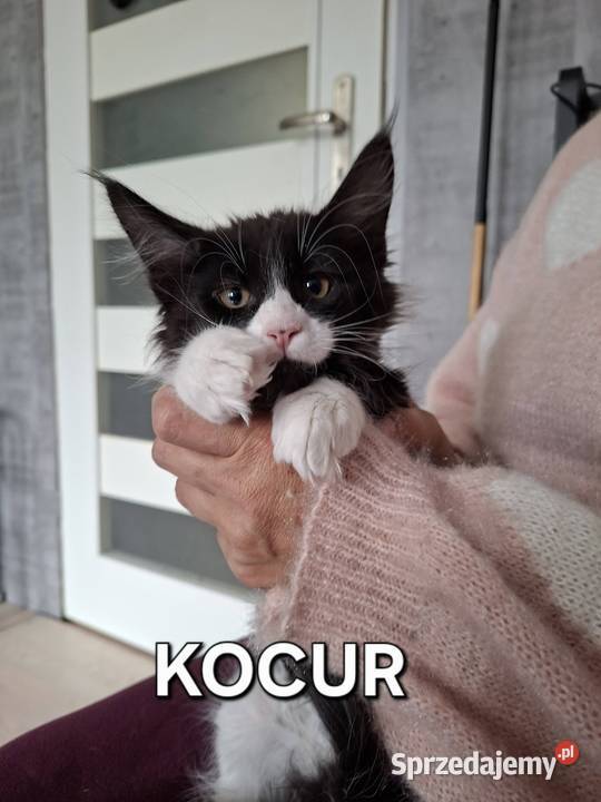 Koty Maine Coon Jamielnik