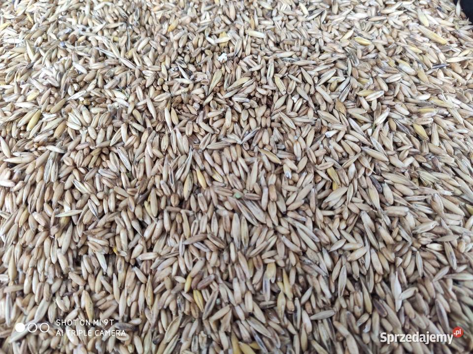 Sprzedam owies bezłuskowy 3t do negocjacji Jarosław