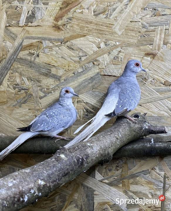 gołąbki gołąbek diamentowy Busko-Zdrój