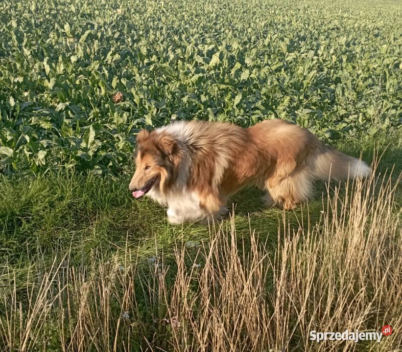 Owczarek szkocki collie piesek Psy Koźmin Wielkopolski