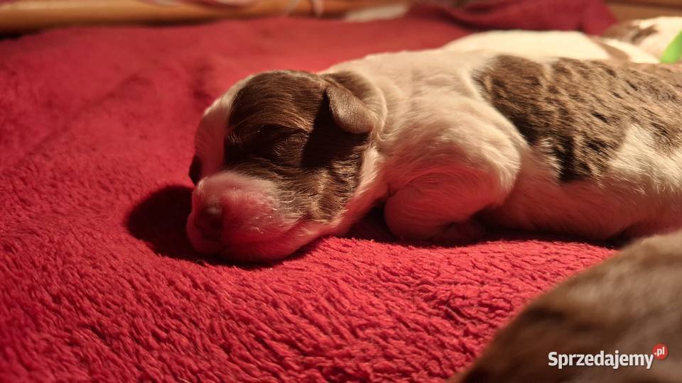 Lagotto romagnolo suczki i piesek metryka zkwp