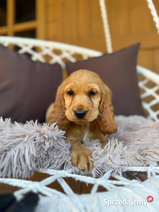 Śliczna mocno złota sunia Cocker Spaniel Katowice