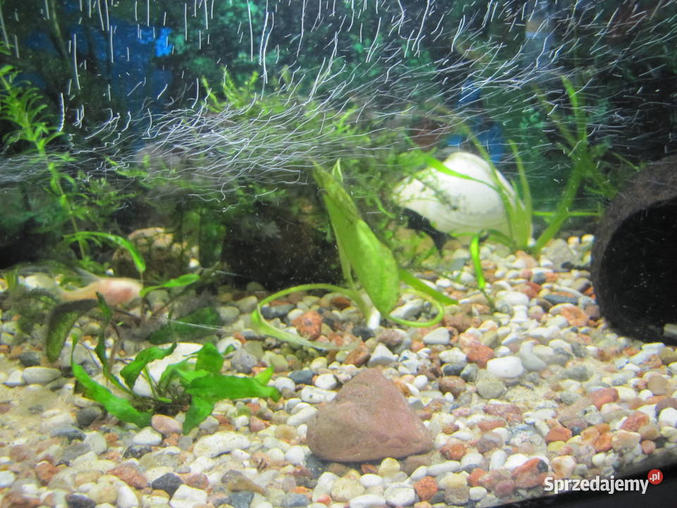 Akwarium z obsadą Toruń sprzedam