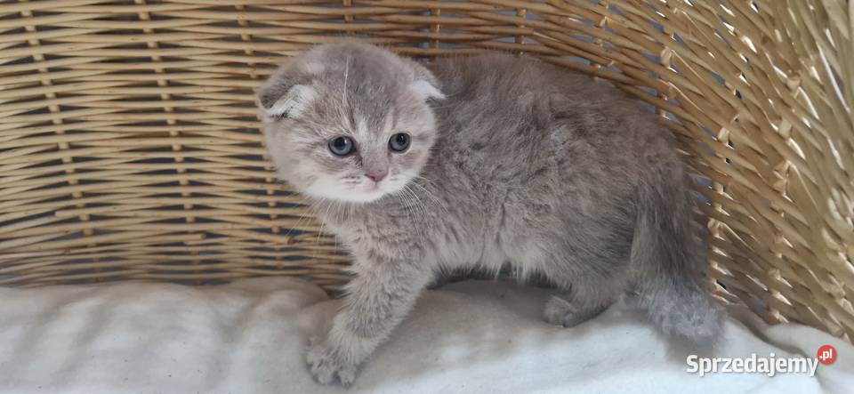 Kotka Szkocka liliowa zwisłoucha Katowice