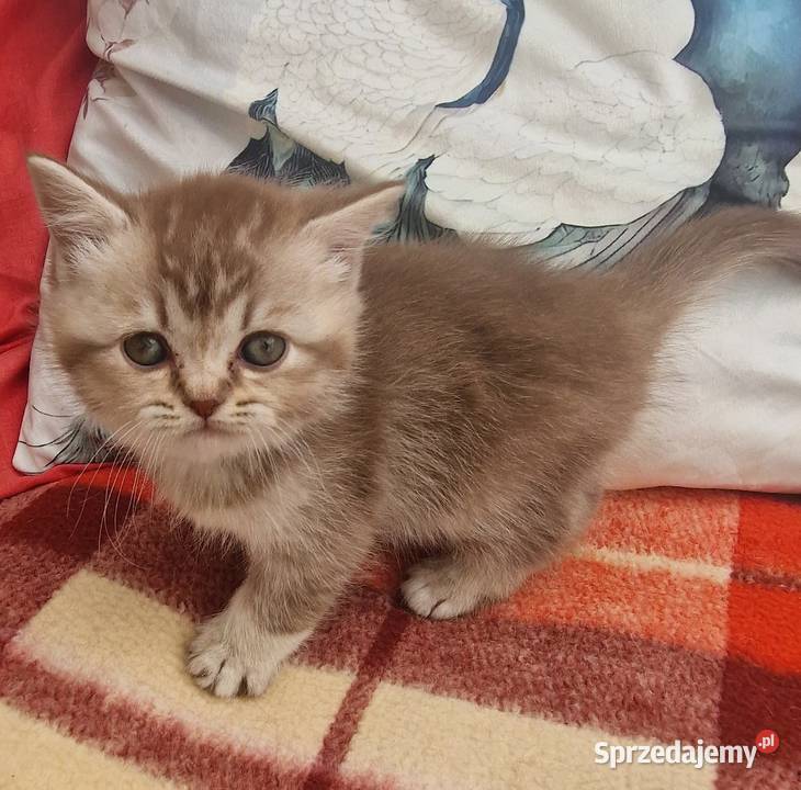 Brytyjskie Szamotuły sprzedam