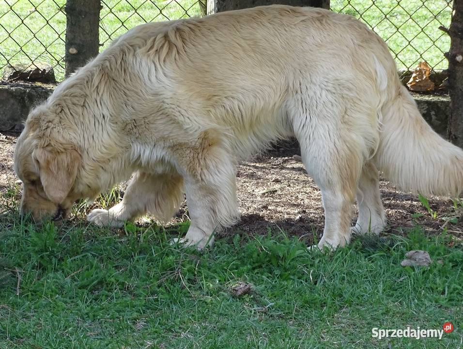 Golden retriever 11 miesięczny mazowieckie Przysucha