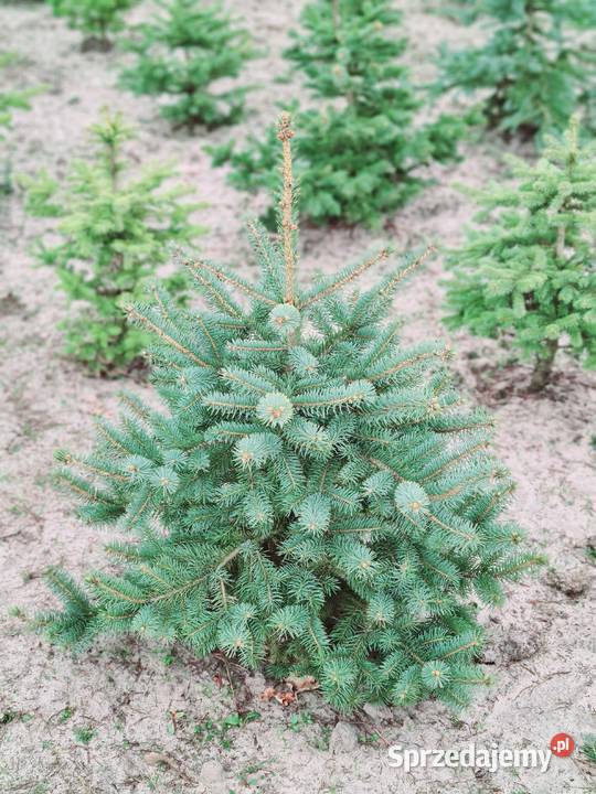 Thuja Brabant 180200 PRODUCENT łódzkie Rydzyny