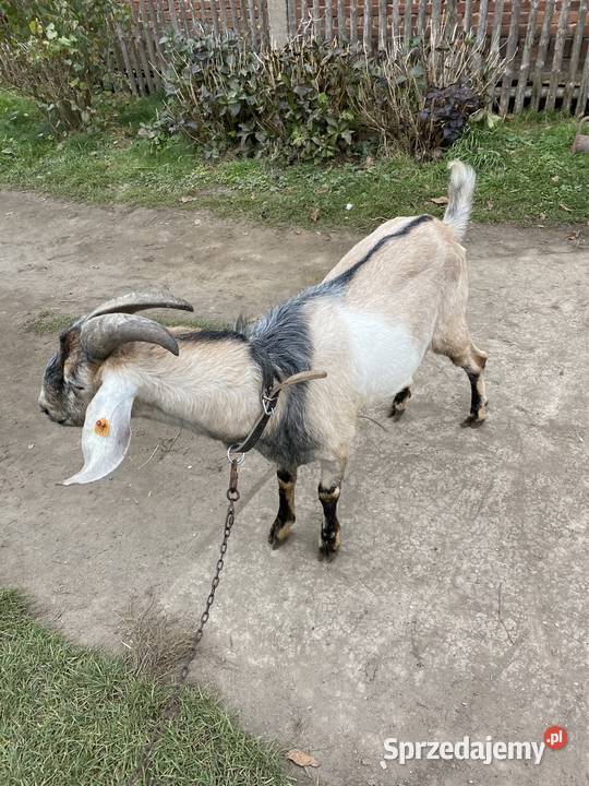 Kozioł do krycia AN z rodowodem Kobyla Góra