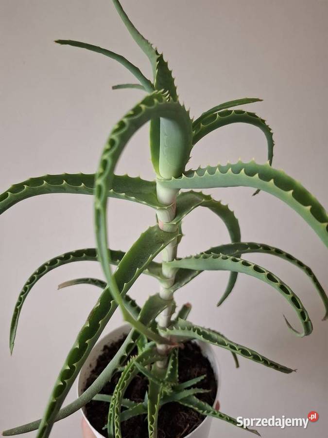 Aloes drzewiasty aloe roślina doniczkowa zielony Kraków sprzedam