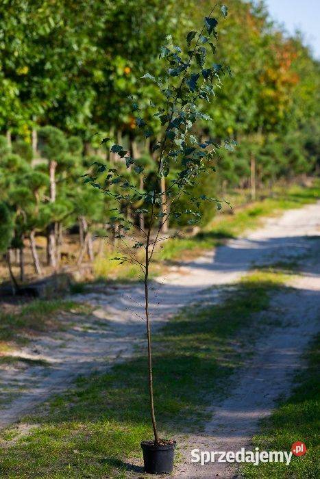 Brzoza brodawkowata Betula pendula wys 120150 wielkopolskie