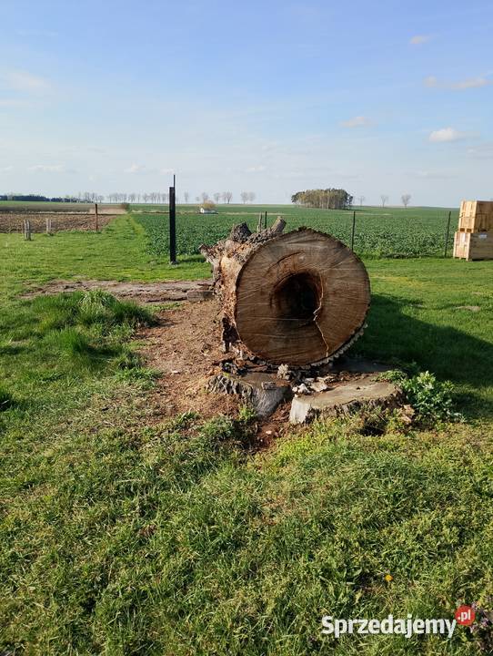 Kłoda dębowa sucha Janowiec Wielkopolski