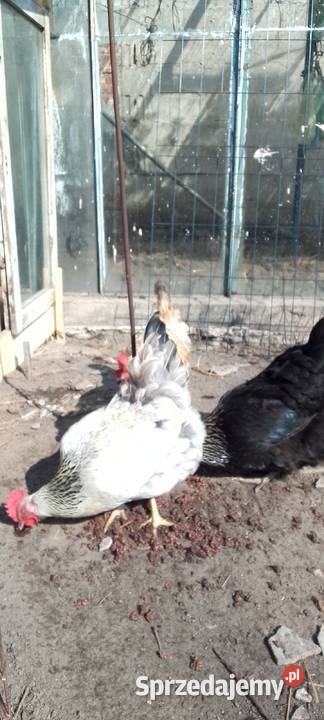 Sprzedam jaja lęgowe kur rasy green shell mazowieckie Sarnów