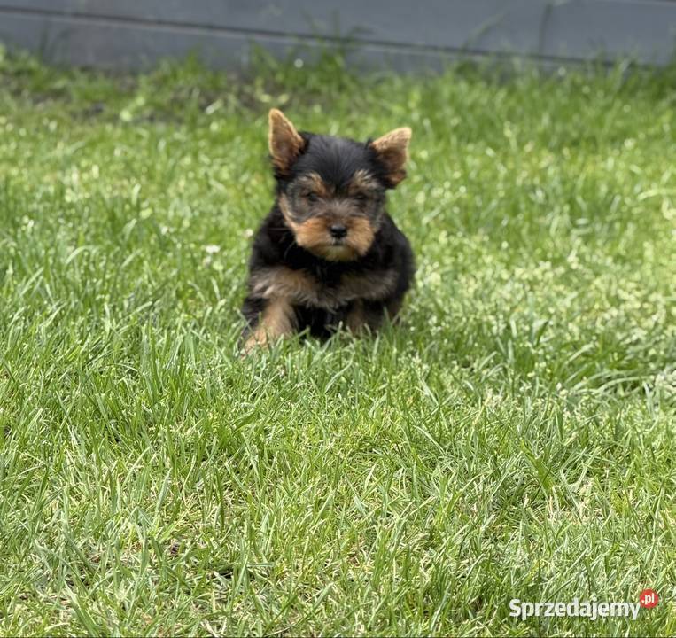 Yorkshire terrier piesek Gorzów Wielkopolski