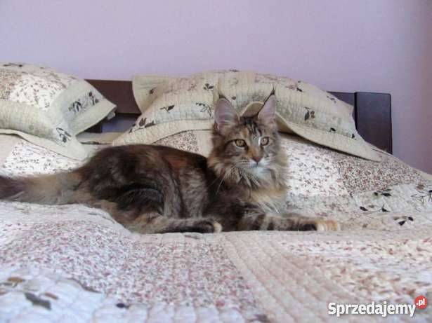 Śliczna koteczka Malwinka MCO Jasło