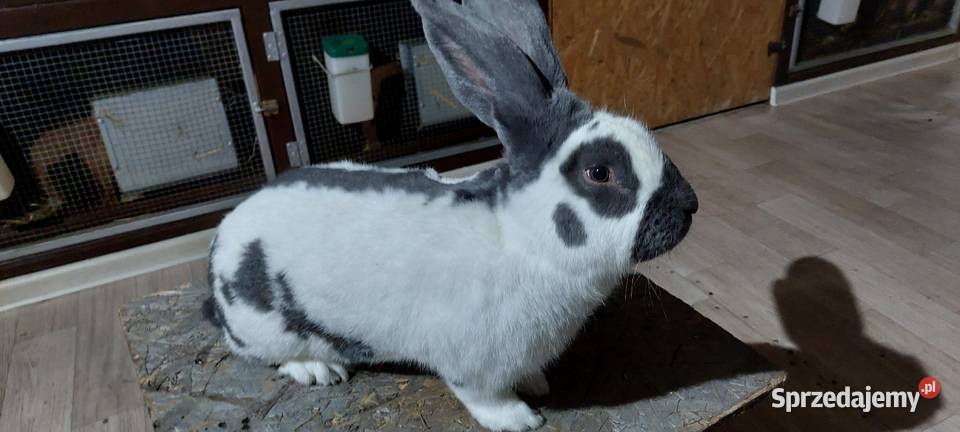 OSN Olbrzym Srokacz Niebieski samiec Szczyrzyc