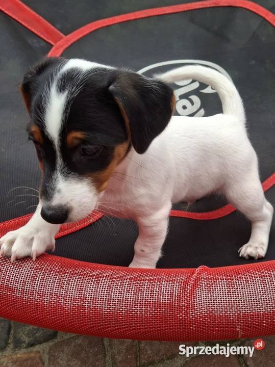 Jack Russell Terrier Łuków