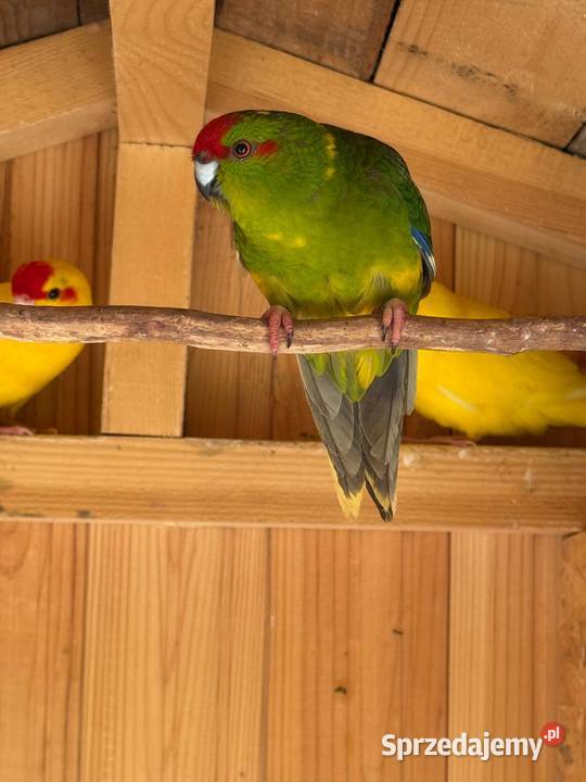 Papugi kozy KAKARKI Modrolotki Czerwonoczelne pomorskie Starogard Gdański