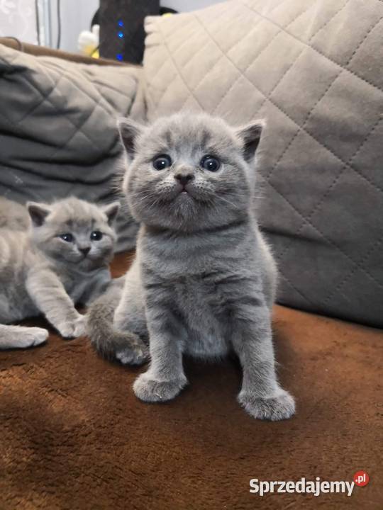 Kocurek brytyjski krótkowłosy Brytyjski Oleśnica