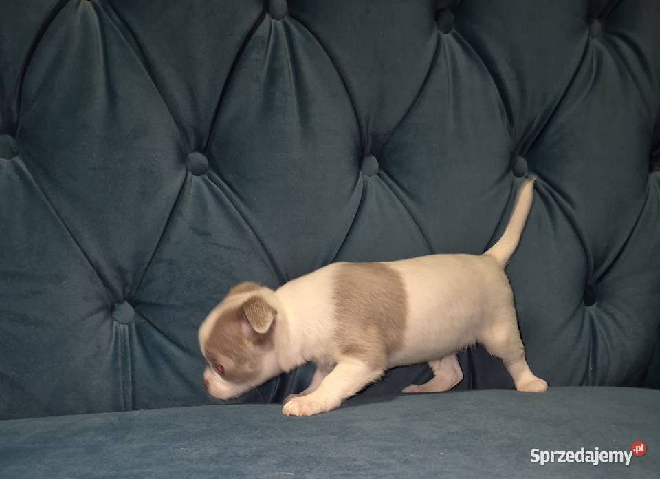 Chihuahua piesek biało liliowy Wrocław