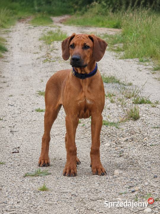 Szczenięta rhodesian ridgeback rodowodowe ZKwP sprzedam