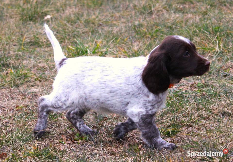 Polski Spaniel Myśliwski warmińsko-mazurskie Święta Lipka