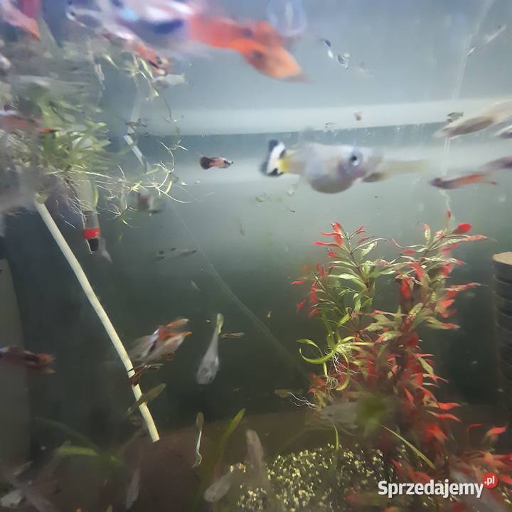 Gupiki mazowieckie sprzedam