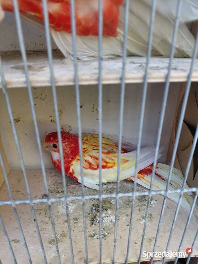 Rozelle białolice Polichno