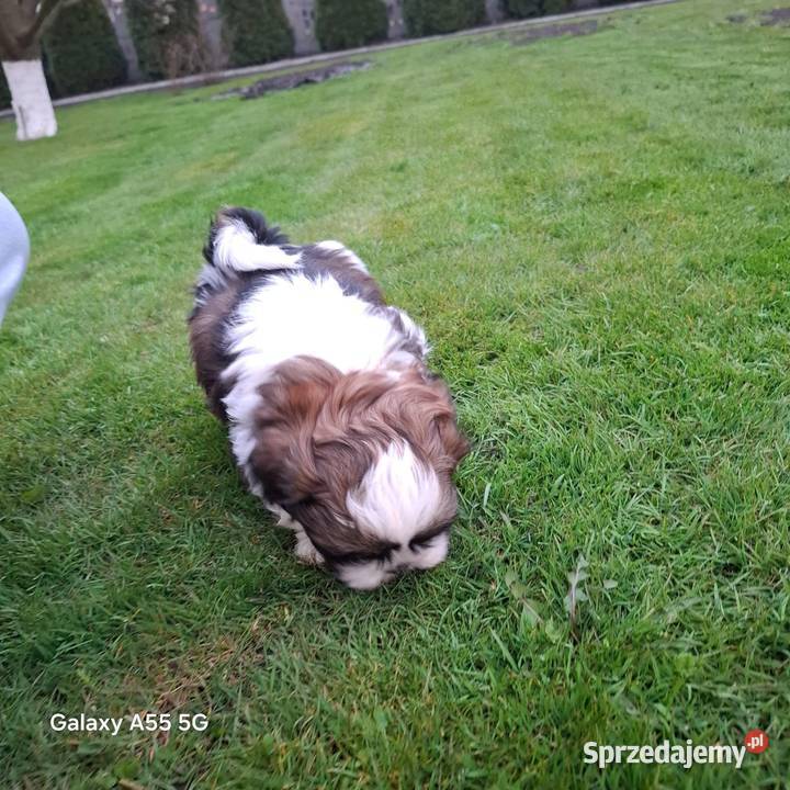 Szczeniak Shih Tzu Piesek wielkopolskie
